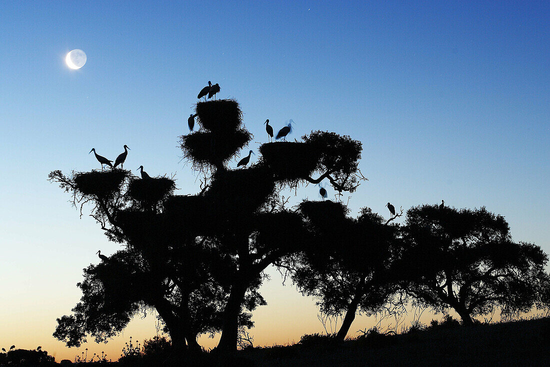 Silhouette of White Stork (Ciconia ciconia) nests and moon, Doñana National Park. Andalucia, Spain