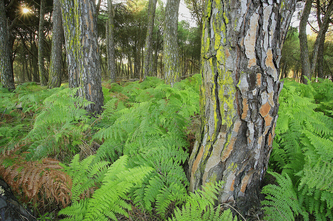 Stone pines (Pinus pinea) and ferns. Doñana National Park. Huelva province. Spain