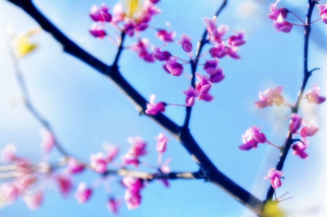 Redbud Blossom. Cercis canadensis. April 2007. Maryland, USA.