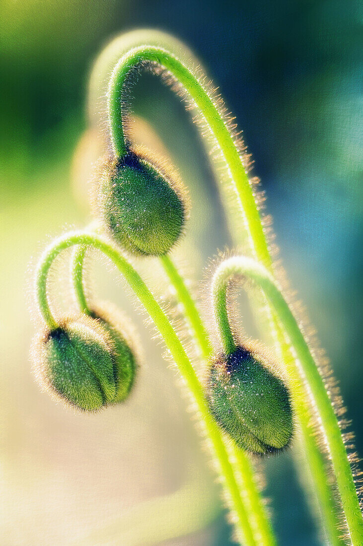 Three Icelandic Poppy Buds. Papaver nudicaule. March 2007, South Carolina, USA