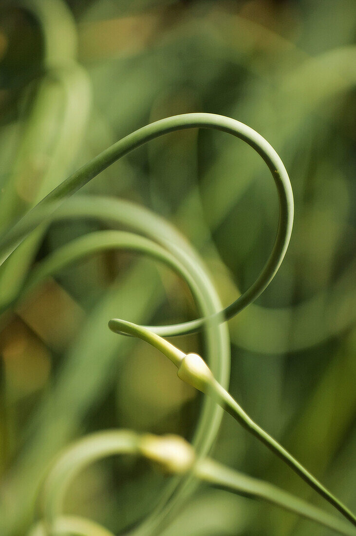Garlic Flowerheads. Allium sativum. June 2007, Maryland, USA