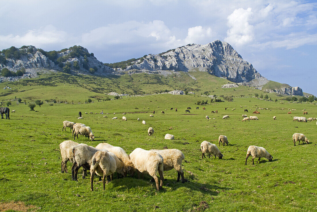 Sheep, parque natural del Gorbea, Vizcaya. Basque Country. Spain