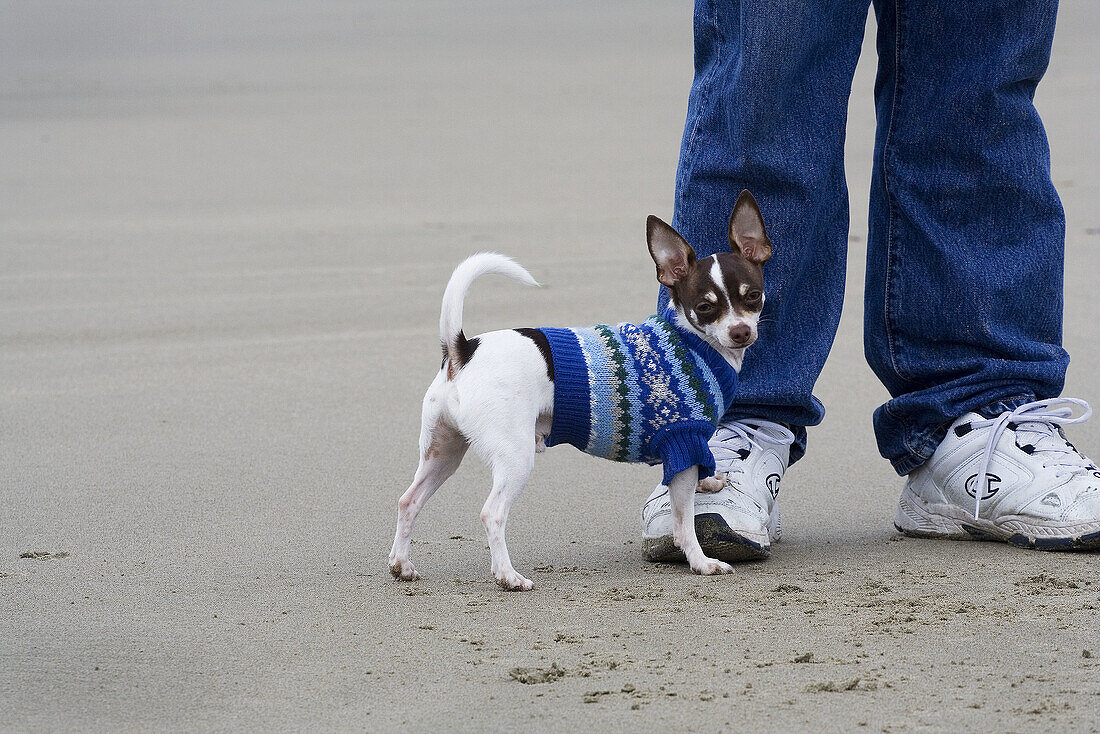 An adult male Chihuahua wearing a blue sweater on the beach with a man.