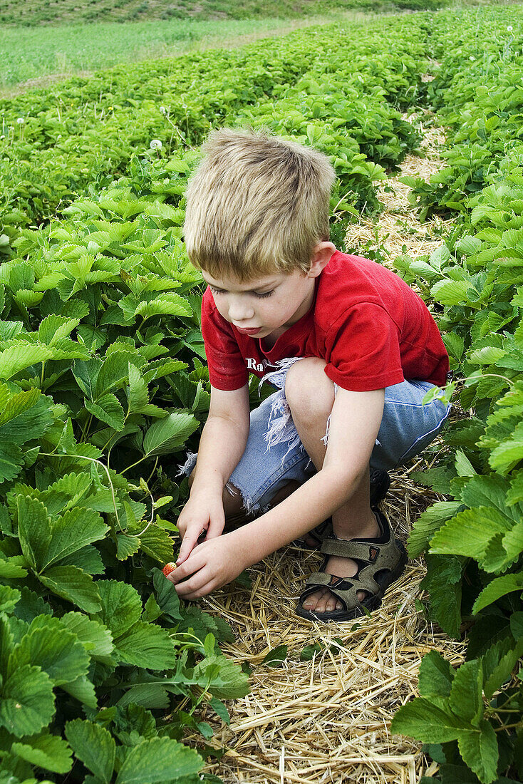 A caucasian boy, 5_10 years old, picks strawberries in a field.