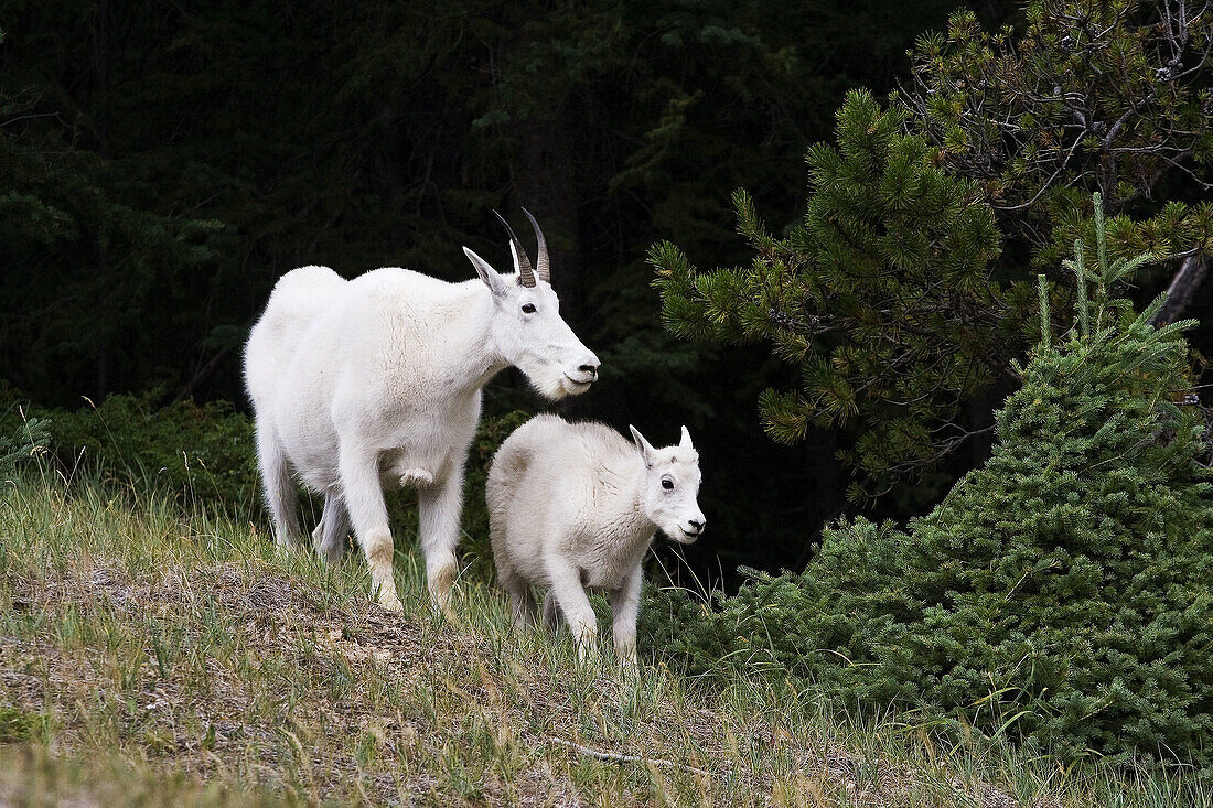 Adult and young mountain goats (Oreamnos americanus) on a hill in Jasper National Park, British Columbia, Canada