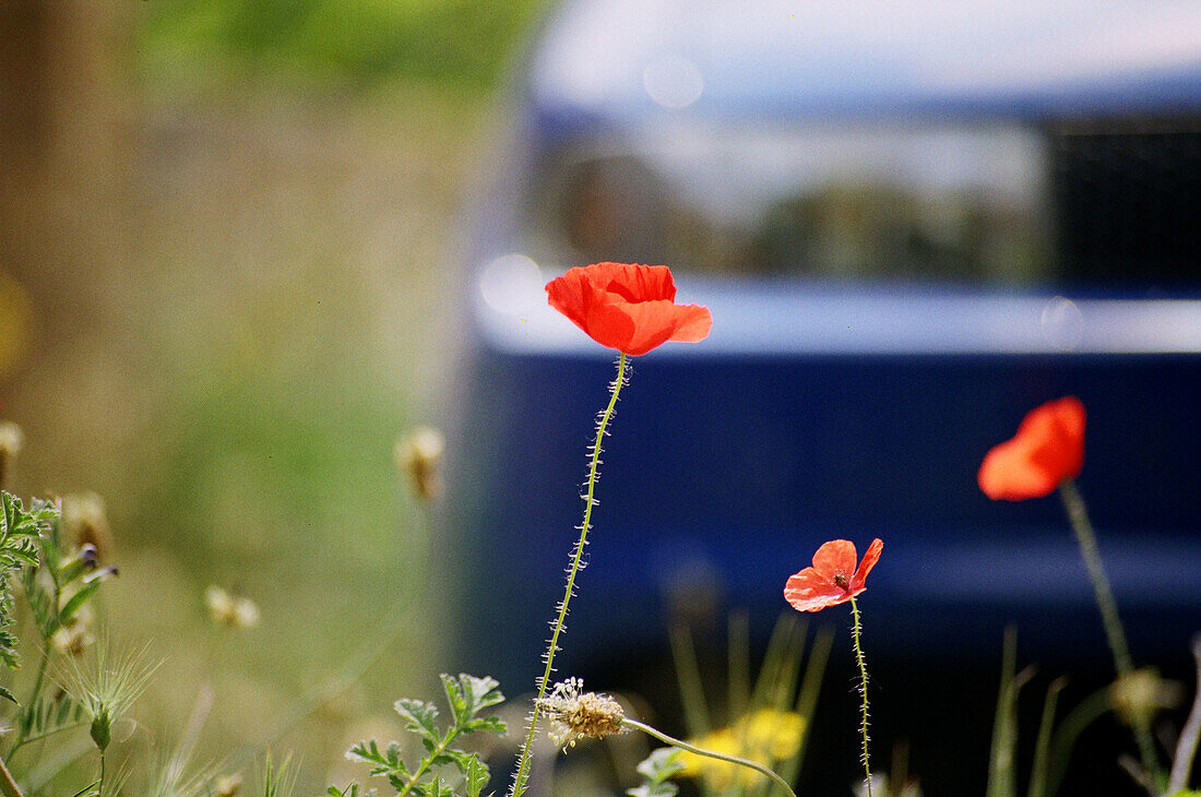 Botany, Color, Colour, Country, Countryside, Daytime, Delicate, Ephemeral, Exterior, Flower, Flowers, Light, Lightness, Outdoor, Outdoors, Outside, Plant, Plants, Poppies, Poppy, Selective focus, Wild flower, Wildflower, Wildflowers, S55-649874, agefotost