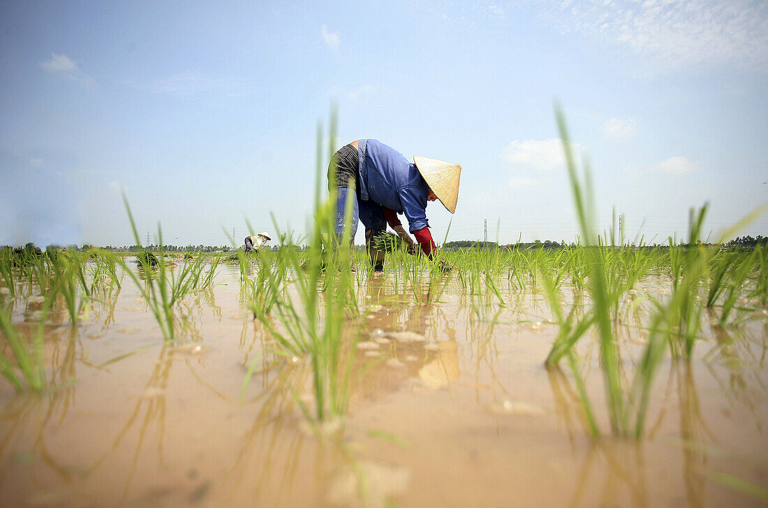 Rice field. Hanoi. Vietnam.