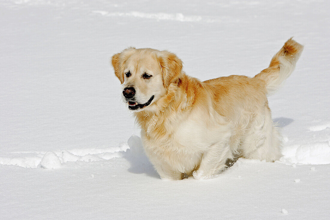 Heller Labrador steht knietief im Schnee