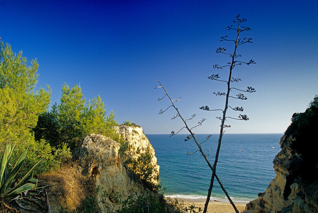 Strand und Felsküste unter blauem Himmel, Praia da Marinha, Algarve, Portugal, Europa