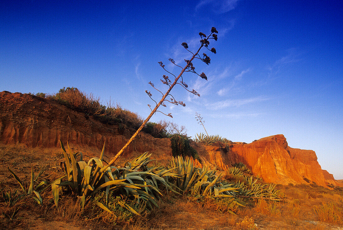 Karge Landschaft unter blauem Himmel an der Felsküste Praia da Falesia, Algarve, Portugal, Europa