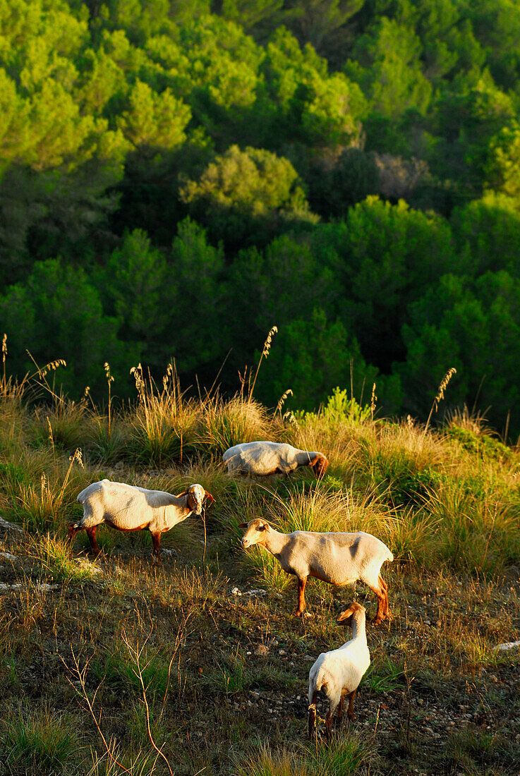 Schafe grasen am Hang des Monte Toro, Menorca, Balearen, Spanien