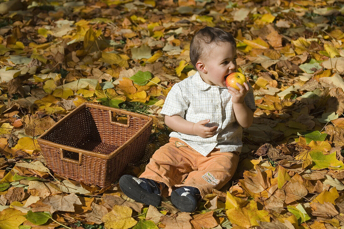 Child sitting on autumn foliage while eating an apple, München, Bavaria, Germany