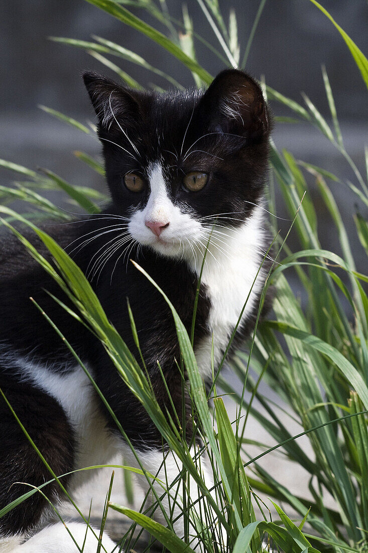 A black and white kitten outdoors