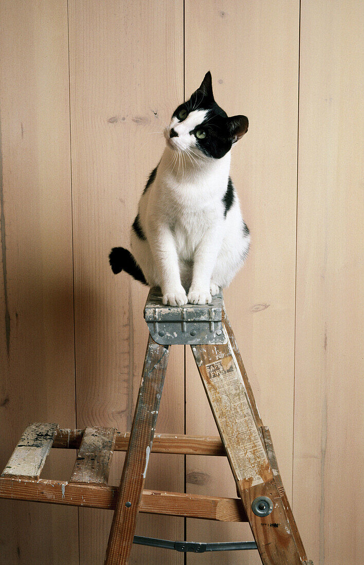 schwarz-weiße Hauskatze sitzt auf einer Leiter