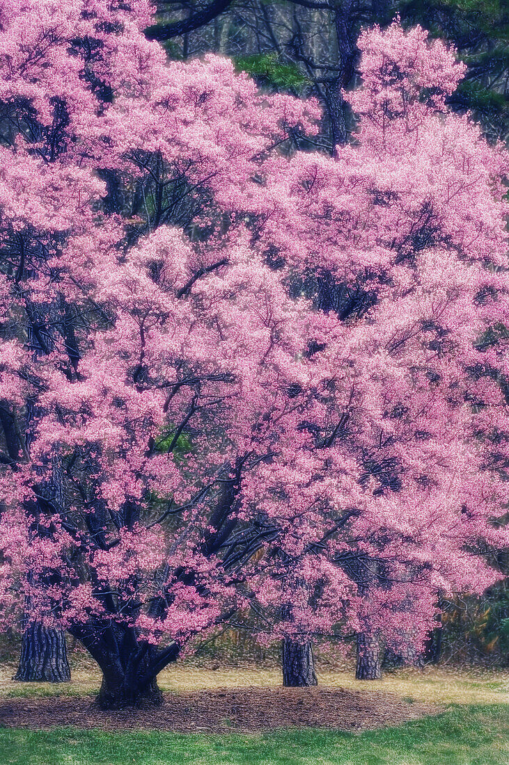 Kirschblüte, blühender Kirschbaum (Prunus serrulata), Maryland, USA