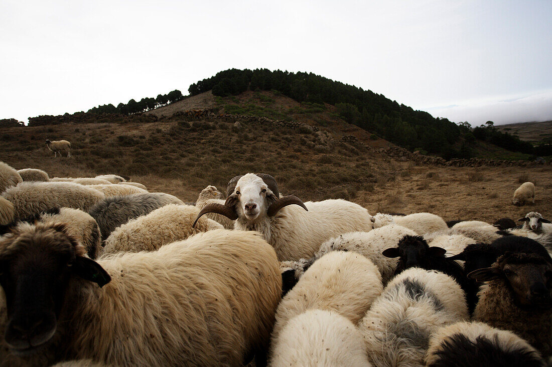 A flock of sheep, Camino de la Virgin, Malpaso, El Hierro, Canary Islands, Spain