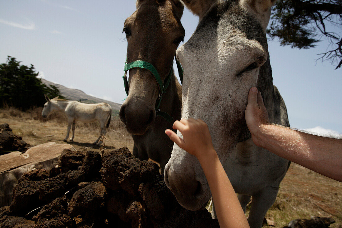 People stroking a Donkey, Malpaso, Camino de la Virgin, El Hierro, Canary Islands, Spain