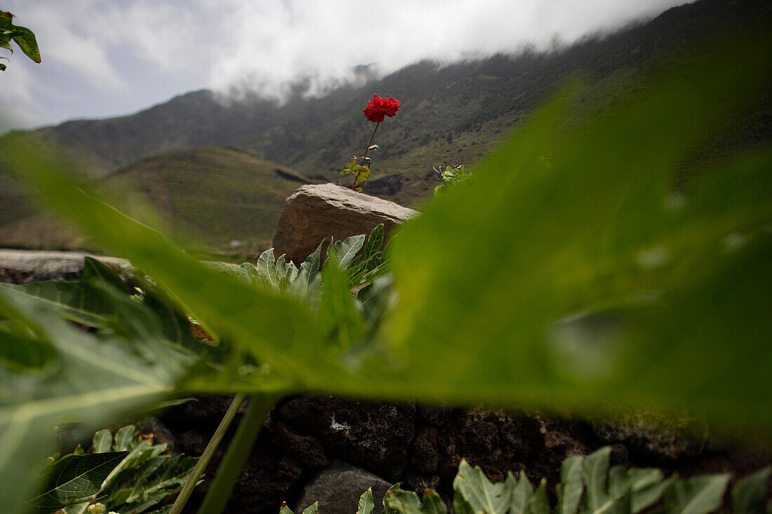 Berglandschaft mit Blumen, Balenario, El Hierro, Kanarische Inseln, Spanien