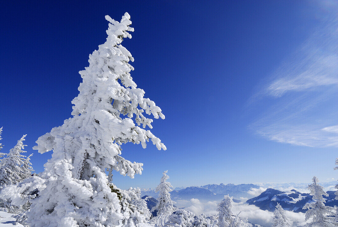 Snow-covered conifer, Kaiser range in background, Upper Bavaria, Bavaria, Germany