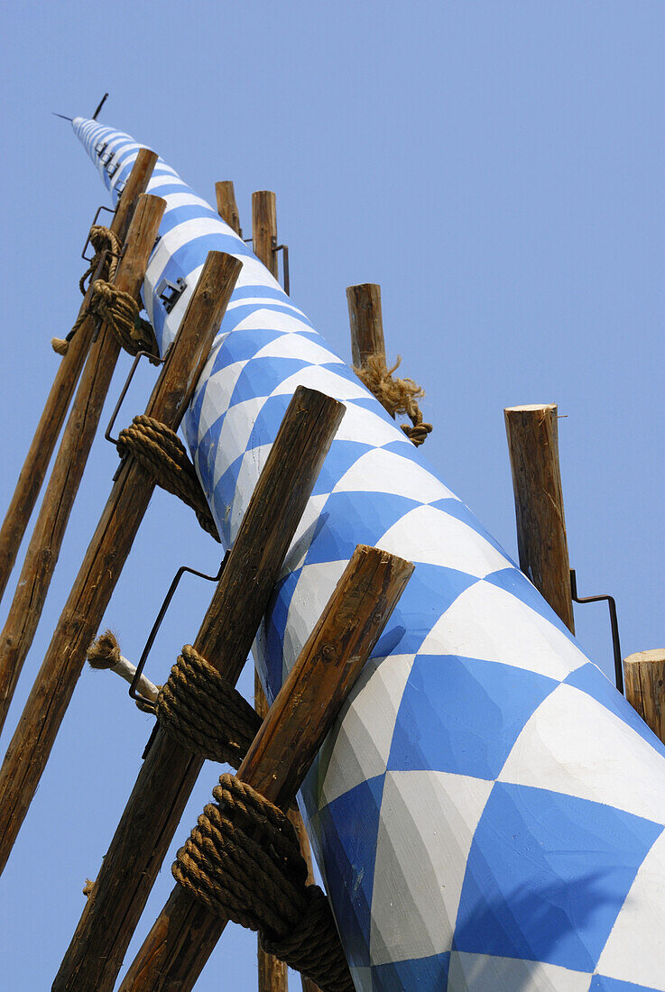 Setting up the Maypole, Bad Aibling, Upper Bavaria, Bavaria, Germany