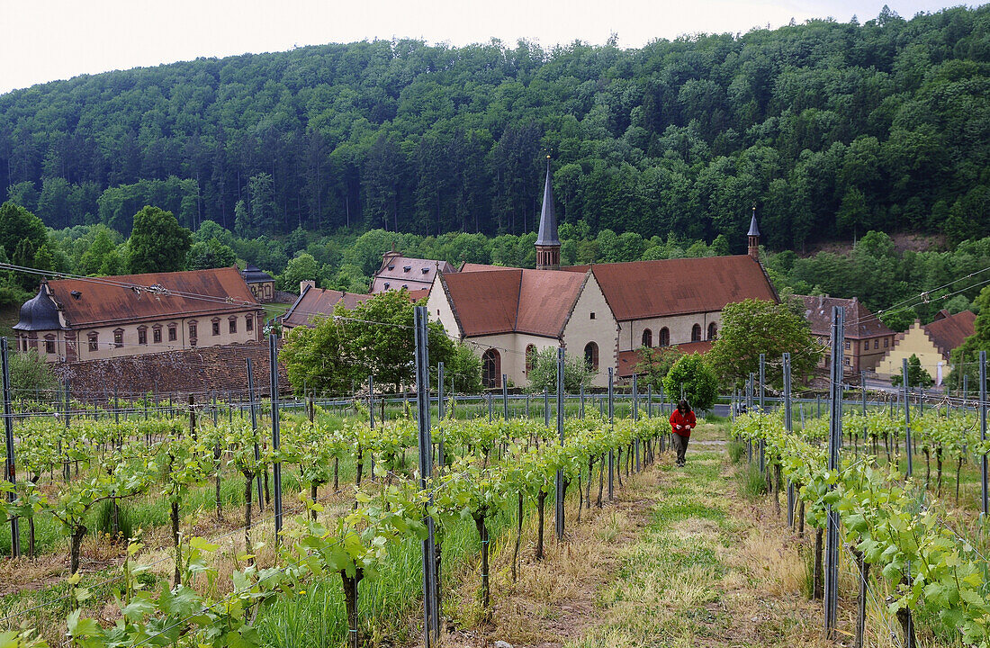 Yineyard near Bronnbach Monastery, Wertheim, Baden-Wurttemberg, Germany