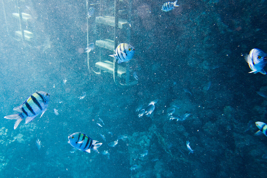 Fish, Sergeant major (Abudefduf vaigiensis) on the coral reef, Lamaya Resort, Coraya, Marsa Alam, Red Sea, Egypt