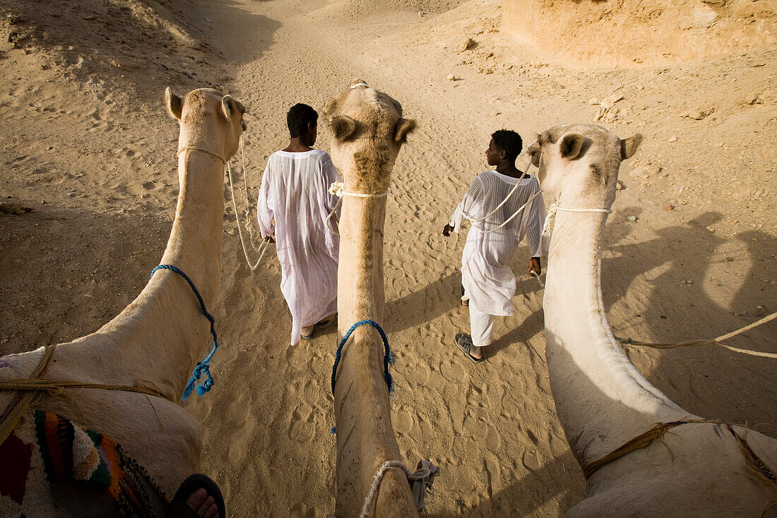 Kamele und junge Beduinen in der Wüste am Roten Meer, Marsa Alam, Aegypten