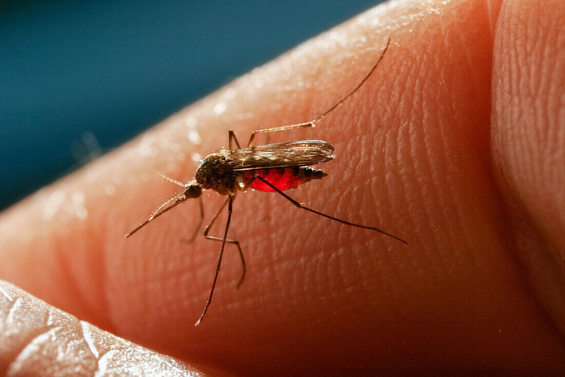 Mosquito on hand, Bavaria, Germany