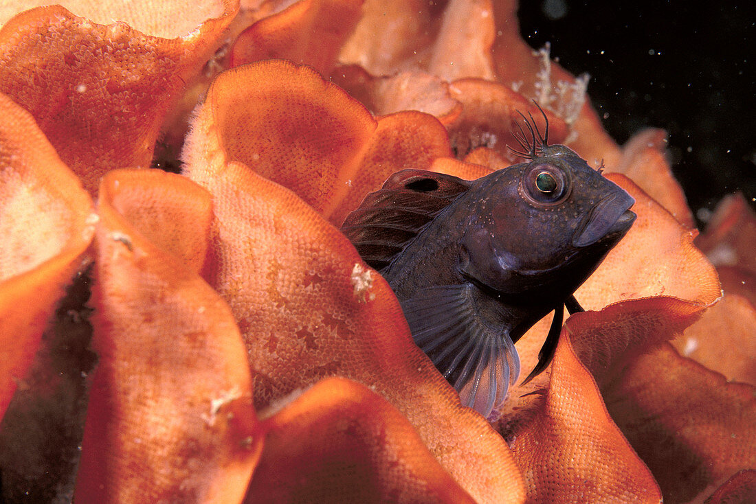 Eastern Atlantic Galicia Spain Ringneck Blenny Parablennius pilicornis living into rose coral Pentapora foliacea