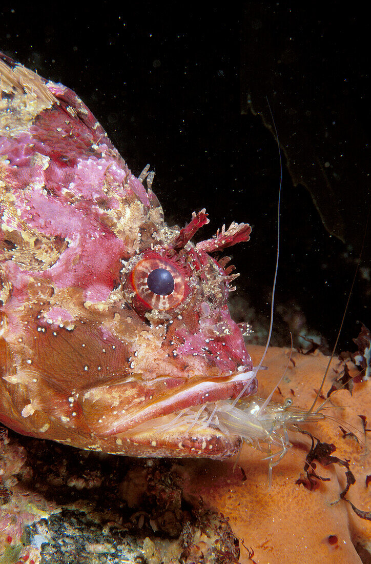Eastern Atlantic Galicia Spain Brown sea scorpion Scorpaena porcus devouring Common prawn