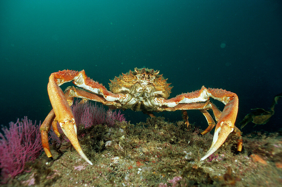 Eastern Atlantic Galicia Spain Great spider crab Maja squinado