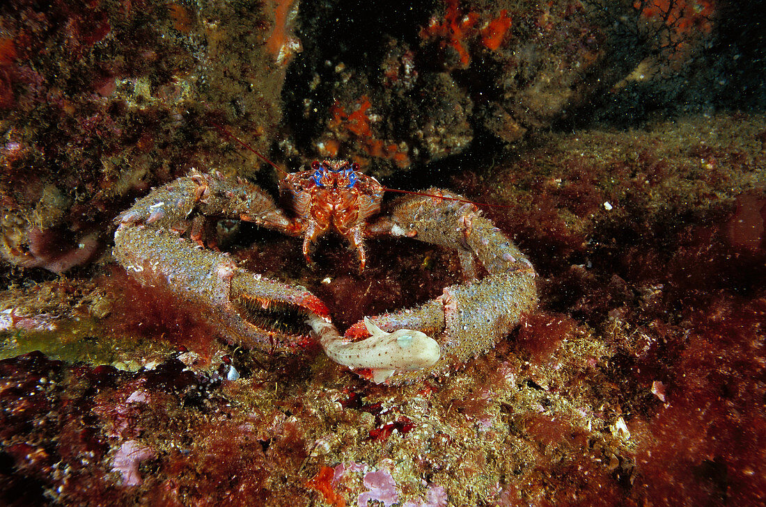 Eastern Atlantic Galicia Spain Spinous squat lobster Galathea strigosa devouring a young Common dogfish