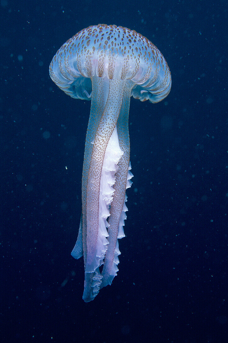 Eastern Atlantic Galicia Spain Pink jellyfish Pelagia nocticula