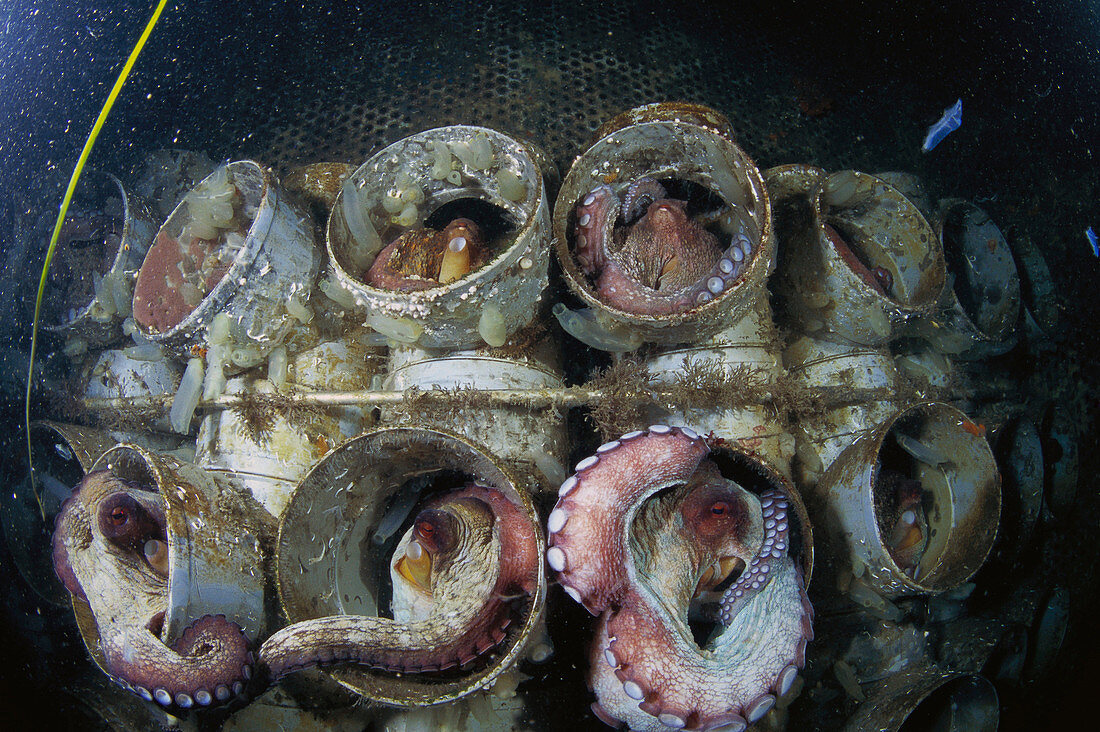 Eastern Atlantic Galicia Spain Sea farm of Octopus Octopus vulgaris