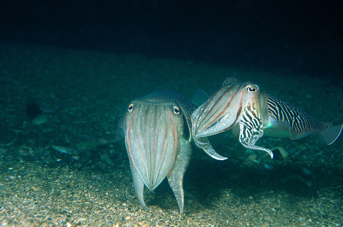 Eastern Atlantic Galicia Spain Courting of Cuttlefish Sepia officinalis
