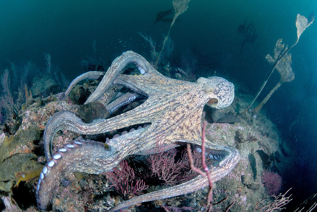 Eastern Atlantic Galicia Spain Octopus Octopus vulgaris
