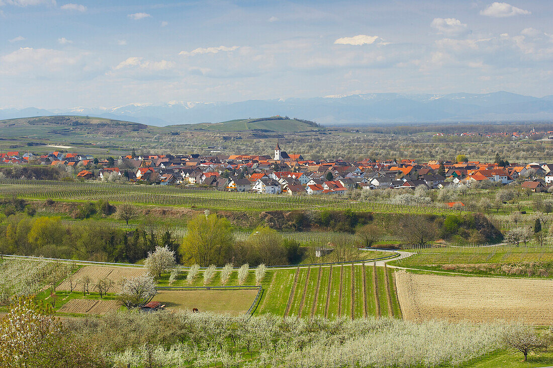 Frühling, Kirschblüte bei Königschaffhausen, Kaiserstuhl, Vogesen, Baden-Württemberg, Deutschland, Europa