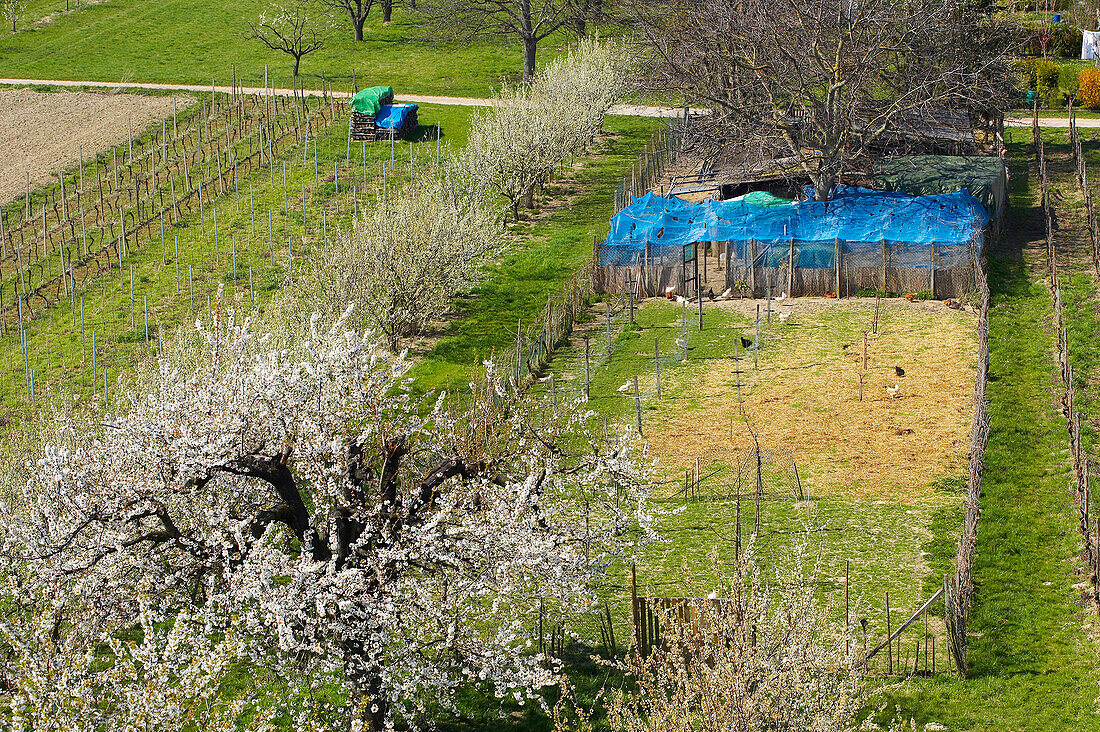 spring, cherry-blossom near Königschaffhausen, Kaiserstuhl, Baden-Württemberg, Germany, Europe