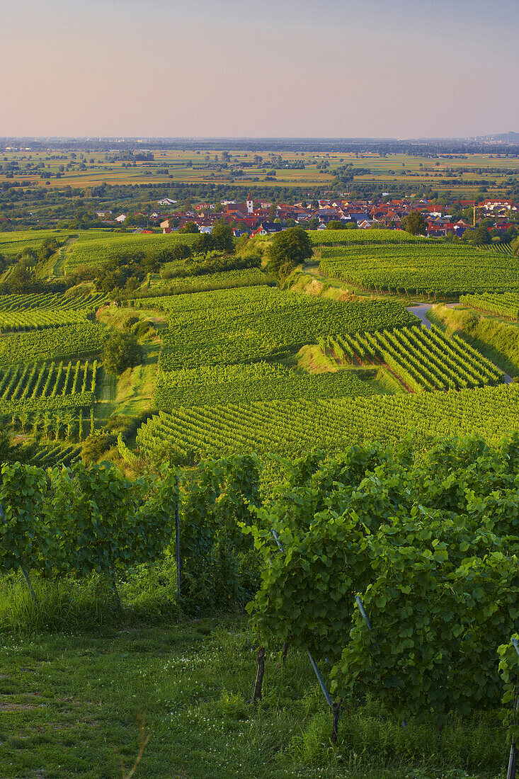 Vineyards near Königschaffhausen, Kaiserstuhl, Baden-Wurttemberg, Germany