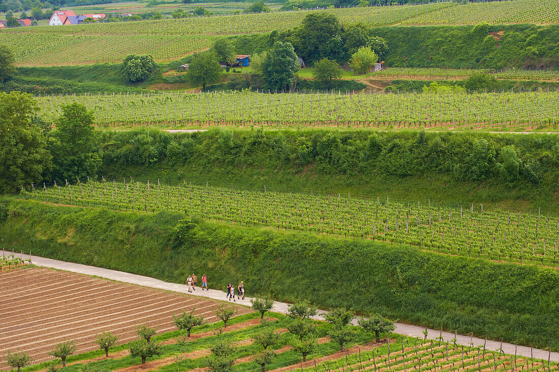 Vineyards at Kiechlinsbergen , Walkers , Spring , Day , Kaiserstuhl , Baden-Württemberg , Germany , Europe