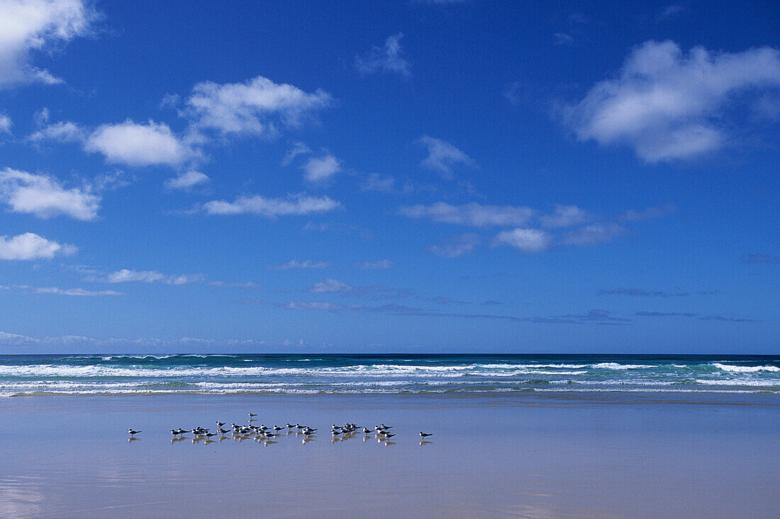 Birds on Beach, Fraser Island, Queensland, Australia