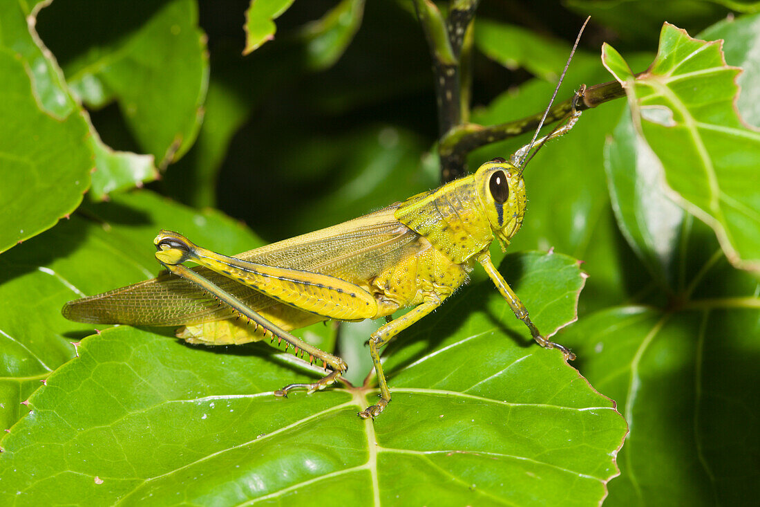 Grashuepfer, Gomphocerinae, Insel Peleliu Mikronesien, Palau