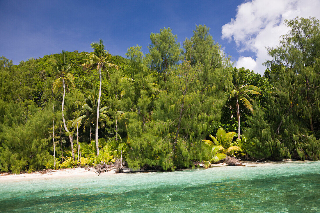 Palm-lined Beach at Palau, Micronesia, Palau