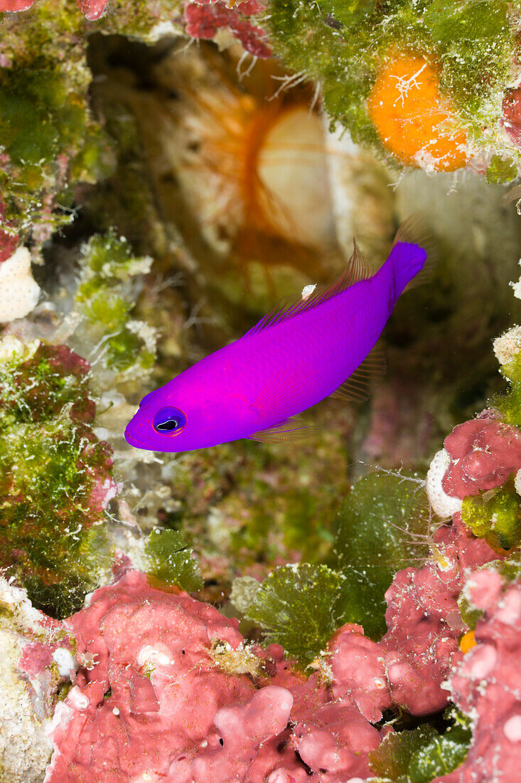 Magenta Dottyback, Pseudochromis porphyreus, Turtle Cove, Micronesia, Palau