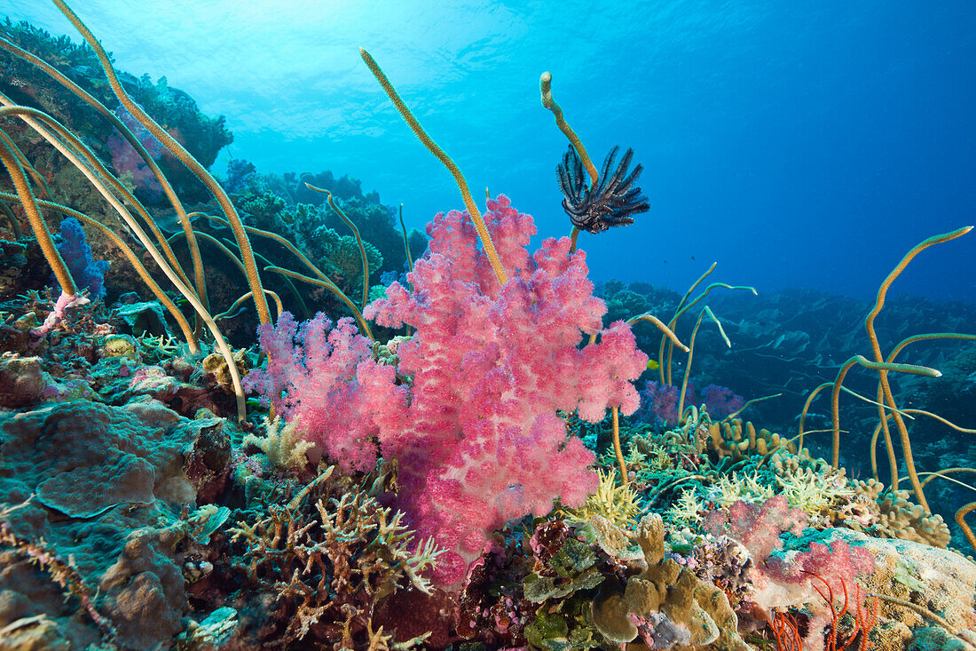 Riff mit Weichkorallen und Peitschenkorallen, Junceella fragilis Dendronephthya, Ulong Channel Mikronesien, Palau