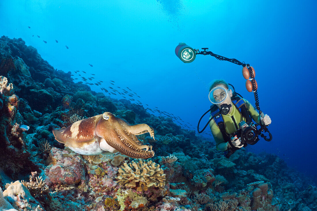 Broadclub Cuttlefish and Diver, Sepia latimanus, Micronesia, Palau