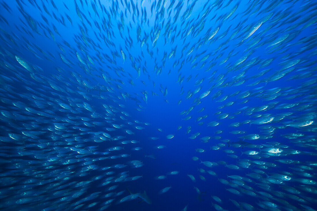 Grosser Schwarm Heringsmakrelen, Decapterus maruadsi, Ulong Channel Mikronesien, Palau