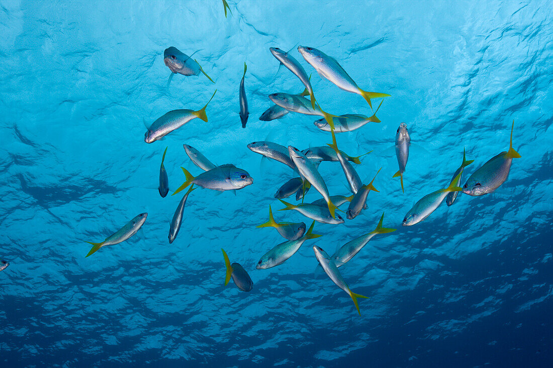 Shoal of Robust Fusilier, Caesio cuning, Ulong Channel, Micronesia, Palau