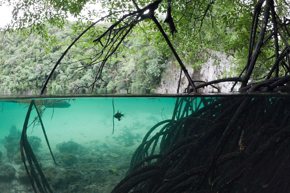 Mangroven-Baeume ragen ins Wasser, Risong Bay Mikronesien, Palau