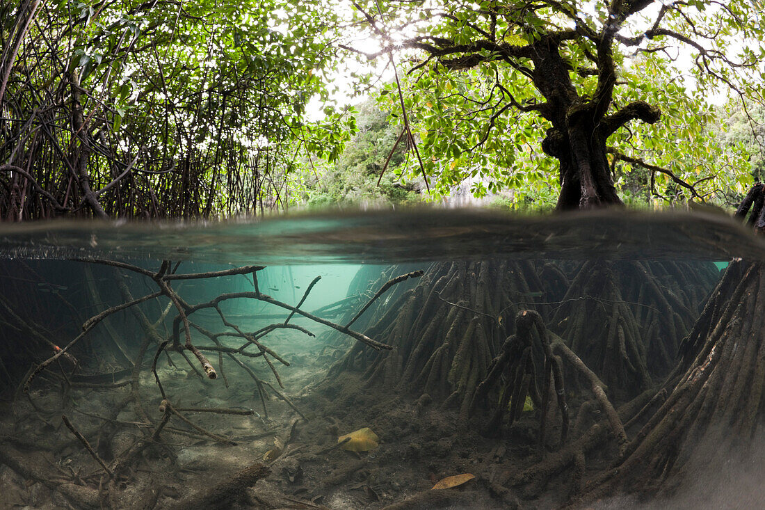 Risong Bay Mangroven, Risong Bay Mikronesien, Palau